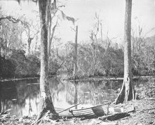 A Feeder of the St. John's River, Florida, USA, c1900. Creator: Unknown.