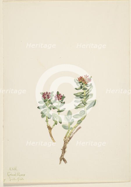 Sanifoiga adscendeus, 1920. Creator: Mary Vaux Walcott.