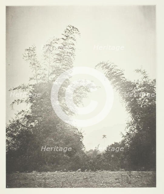Bamboos at Baksa, Formosa, c. 1868. Creator: John Thomson.