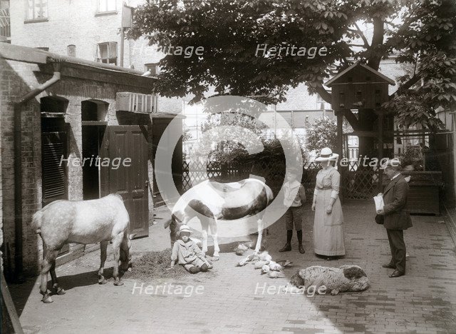 Horses and a dog in a stable yard in the centre of Landskrona, Sweden, 1912. Artist: Unknown