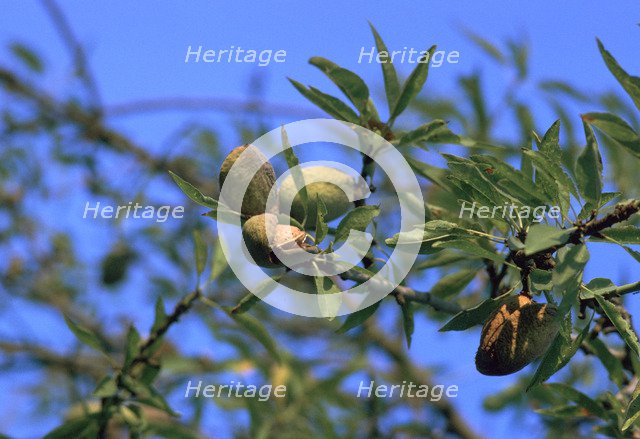 Ripe almonds in Sicily in August. Artist: Unknown