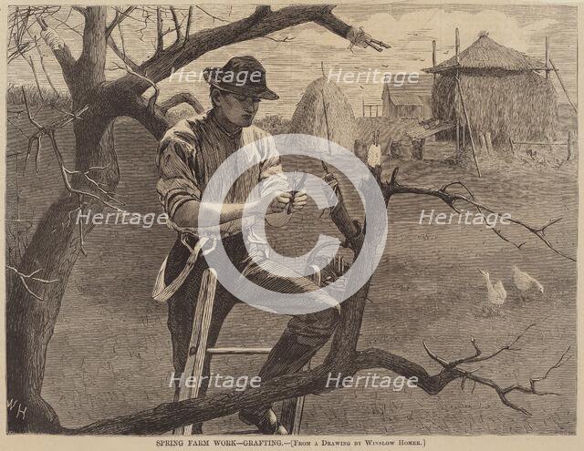 Spring Farm Work - Grafting, published 1870. Creator: Winslow Homer.
