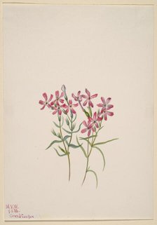 Phlox stansburyi, 1938. Creator: Mary Vaux Walcott.