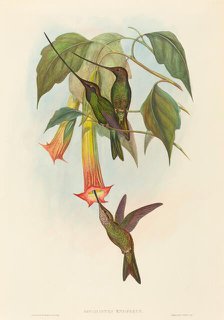 Docimastes ensiferus (Sword-billed Hummingbird). Creators: John Gould, Henry Constantine Richter.