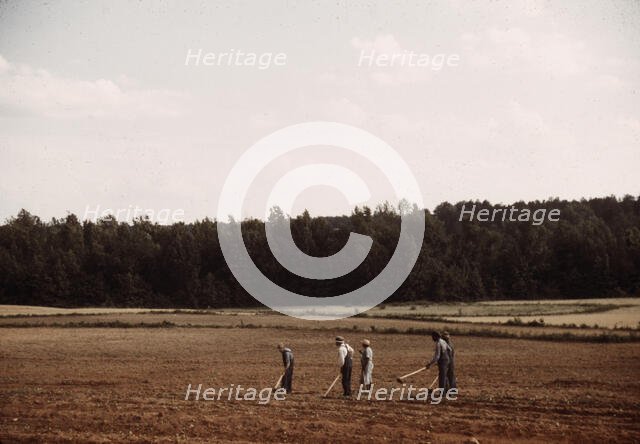 Chopping cotton, Greene County, Ga.?, ca. 1941. Creators: Marion Post Wolcott, Jack Delano.