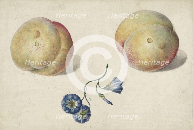 Two peaches and a flower, 1792-1861. Creator: Georgius Jacobus Johannes van Os.