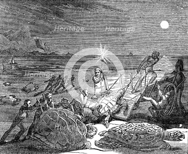 Green turtles and Loggerhead turtles captured on coast of Cuba, 1832. Artist: Unknown