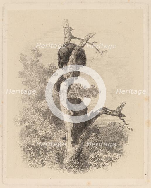 Les Ours (The Bears), 1858/1874. Creator: Karl Bodmer.