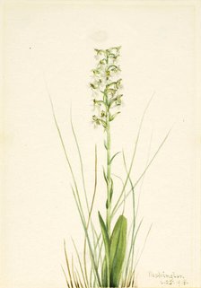 Ragged Fringe-orchid (Habenaria lacera), 1918. Creator: Mary Vaux Walcott.