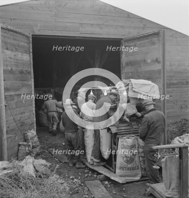 Grading potatoes, preparing for shipment..., ten miles south of Merrill, Oregon, 1939. Creator: Dorothea Lange.