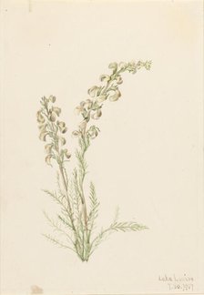 Alpine Fernlife (Pedicularis contorta), 1907. Creator: Mary Vaux Walcott.