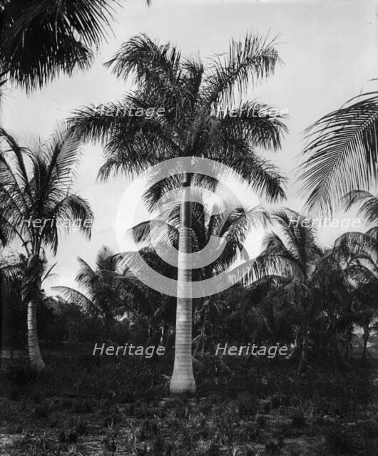Royal palms at Cocoanut (i.e. Coconut) Grove, Miami, Fla., c1900. Creator: Unknown.
