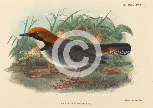 Bird (Larvivora Ruficeps). Creator: Unknown.