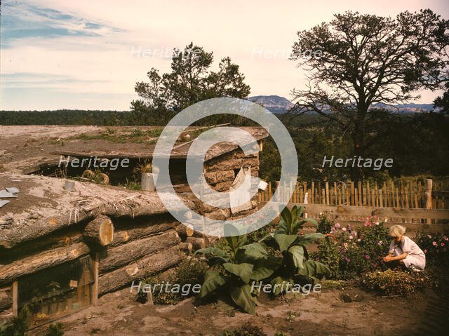 Garden adjacent to the dugout home of Jack Whinery, homesteader, Pie Town, New Mexico, 1940. Creator: Russell Lee.