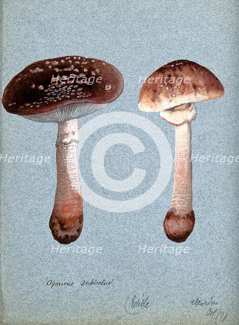 The blusher fungus (Amanita rubescens): two fruiting bodies, 1897. Creator: Unknown.
