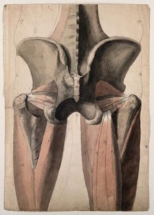 The muscles and bones of the pelvis and thighs, 1815. Creator: Charles Landseer.