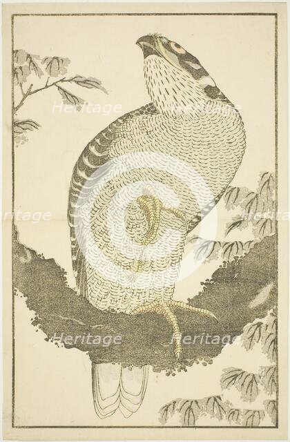 Hawk, from The Picture Book of Realistic Paintings of Hokusai (Hokusai shashin gafu), Japan, c.1814. Creator: Hokusai.