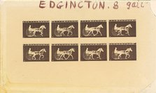 Internegative for Horses. Trotting. Abe Edgington. No. 28, 1878. Creator: Eadweard J Muybridge.