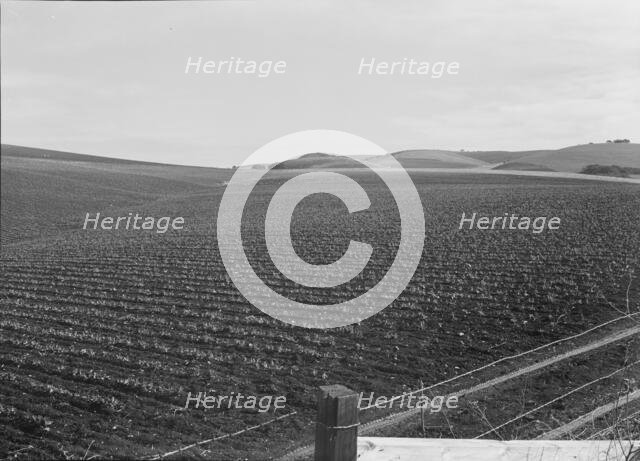 Large-scale pea fields, near San Juan Bautista, California , 1939. Creator: Dorothea Lange.