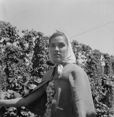 Head of young woman, migratory hop picker, near Independence, Polk County, Oregon, 1939. Creator: Dorothea Lange.