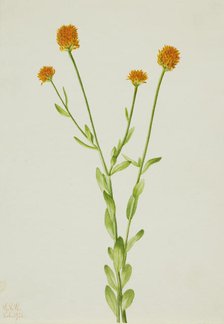 Orange Polygala (Polygala lutea), 1926. Creator: Mary Vaux Walcott.