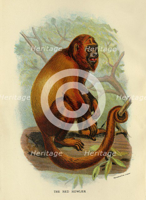 'The Red Howler', 1896. Artist: Henry Ogg Forbes.