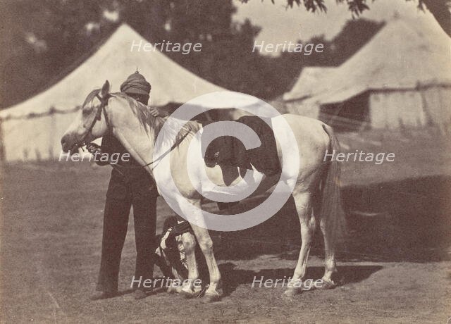 My Arab "Antelope", 1858-61. Creator: Unknown.