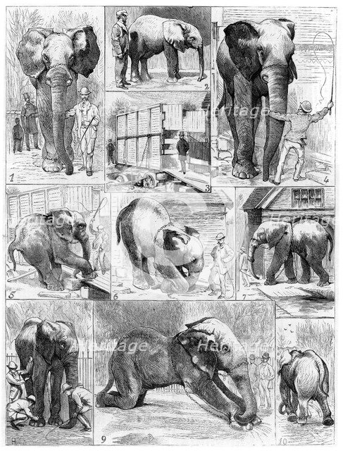 Jumbo the African elephant, 1882. Artist: Unknown
