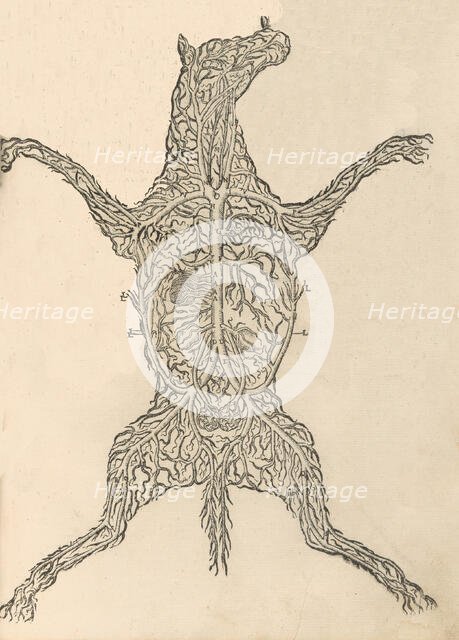 Anatomia del Cavallo. Infirmita del Cavallo, 1602. Creator: Carlo Ruini.