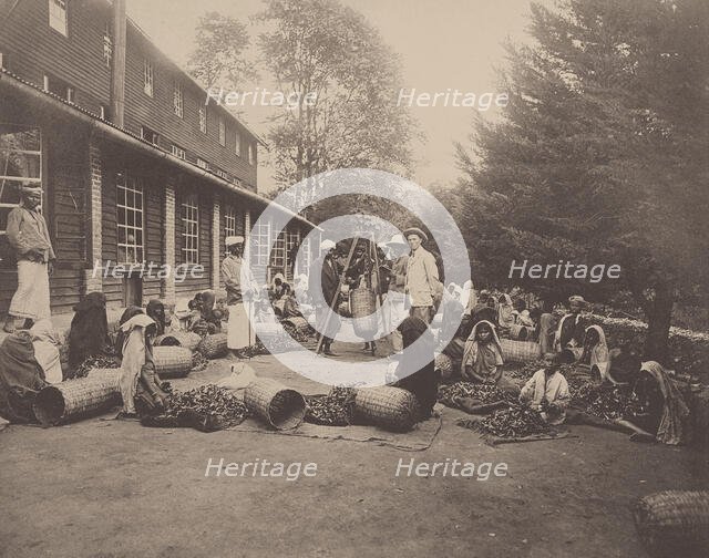 Ceylon. Weighing Tea Leaves. British planter with tea estate labourers, 1900s. Creator: Anonymous ().