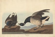 Brant Goose, 1837. Creator: Robert Havell.
