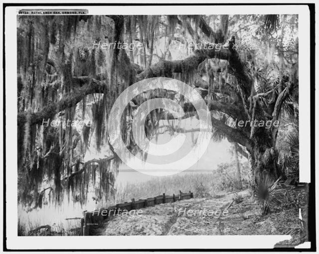 Royal arch oak, Ormond, Fla., c1898. Creator: William H. Jackson.