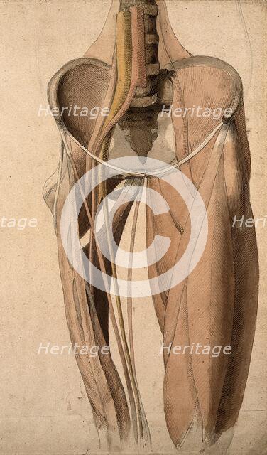 Muscles, bones and blood-vessels (?) of the pelvis, 1815. Creator: Charles Landseer.