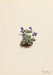 Purple Mountain Violet (Viola adunca), 1918. Creator: Mary Vaux Walcott.