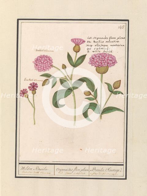 Cuckoo flower (Silene dioica), 1596-1610. Creators: Anselmus de Boodt, Elias Verhulst.