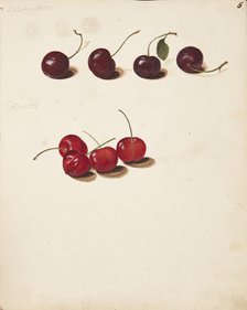 Study of Cherries, 1751. Creator: Fosie, Johanna Marie (1726-1764).