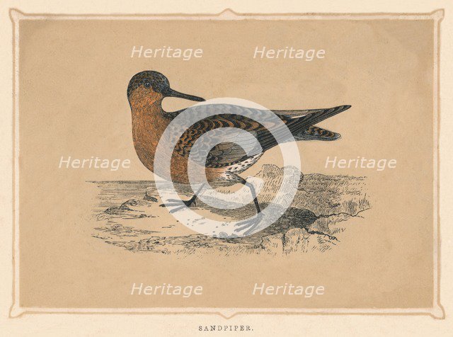 'Sandpiper', (Scolopacidae), c1850, (1856). Artist: Unknown.