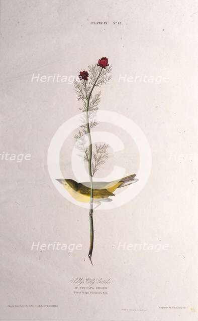 Selby's Fly Catcher. From "The Birds of America", 1827-1838. Creator: Audubon, John James (1785-1851).