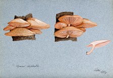 A fungus (Agaricus subpalmatus?): groups of fruiting bodies on wood, 1897. Creator: Unknown.