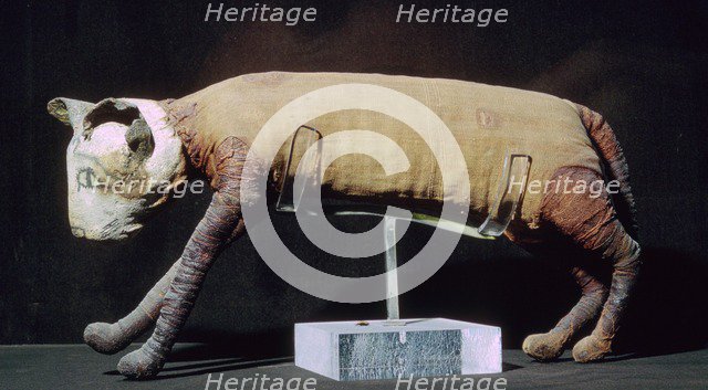 Egyptian mummy of a cat from the Louvre's collection. Artist: Unknown