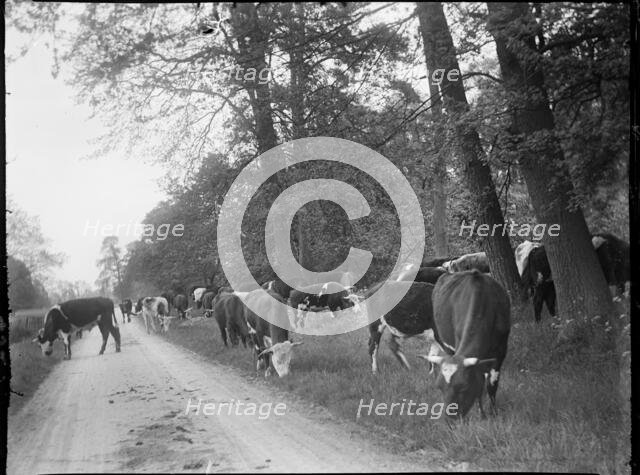 Castle Ashby, South Northamptonshire, Northamptonshire, 1920. Creator: Katherine Jean Macfee.