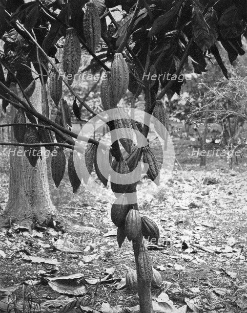 Cocoa tree, Jamaica, c1905.Artist: Adolphe Duperly & Son