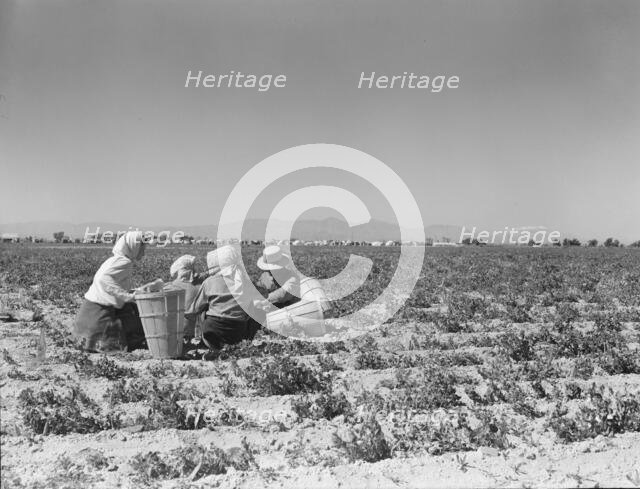 Lunchtime in the pea fields with camp in background, near Calipatria, California, 1939. Creator: Dorothea Lange.