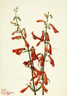 Pentstemon (Pentstemon barbatus), 1934. Creator: Mary Vaux Walcott.