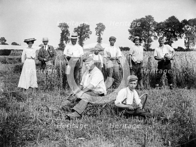 Harvest time, Cadsden, near Princes Risborough, Buckinghamshire, 1903.  Artist: Alfred Newton & Sons.