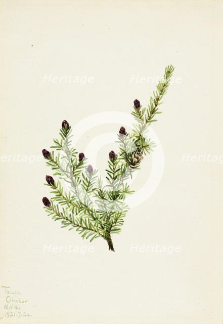 Western Hemlock (Tsuga heterophylla), 1924. Creator: Mary Vaux Walcott.