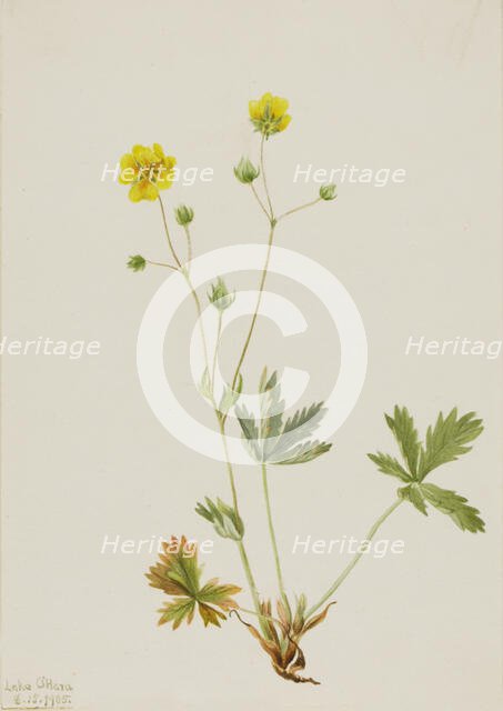 Grayleaf Fivefinger (Potentilla glaucophylla), 1905. Creator: Mary Vaux Walcott.