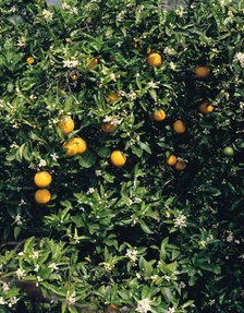 Orange blossom and fruit, Majorca