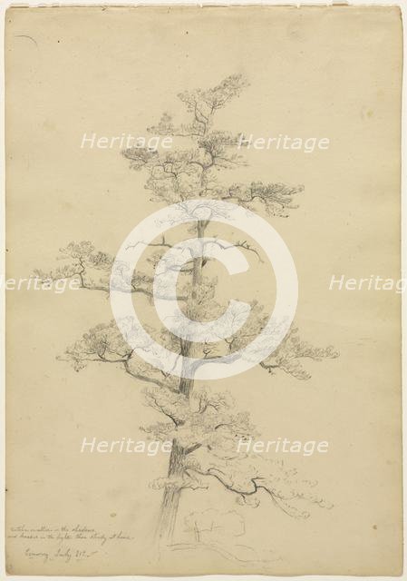 Pine Tree, Conway, New Hampshire (recto), c. 1851. Creator: David Johnson (American, 1827-1908).