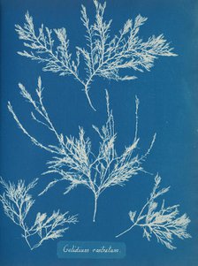 Gelidium rostratum, ca. 1853. Creator: Anna Atkins.